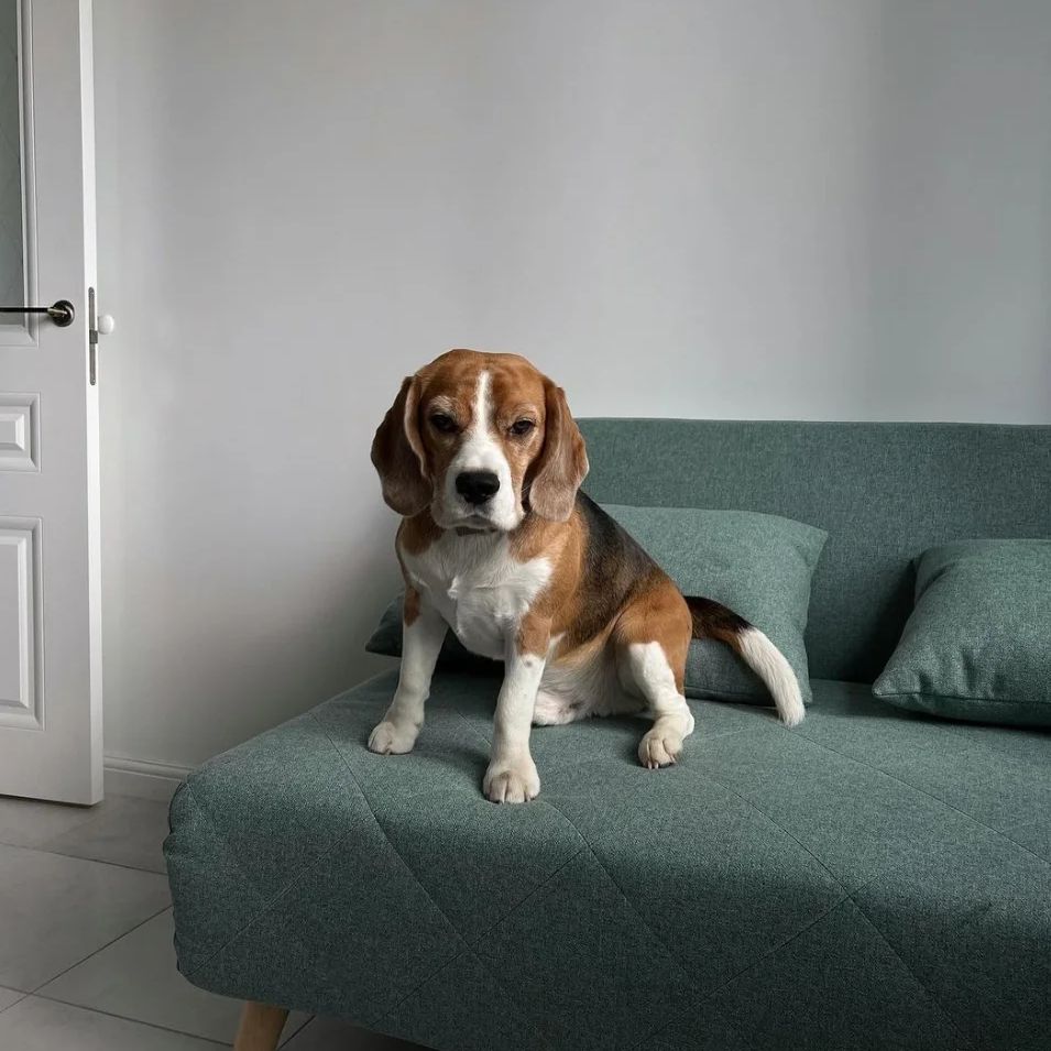 Paws and Pillows: My Cozy Lounge Set Up with Jack